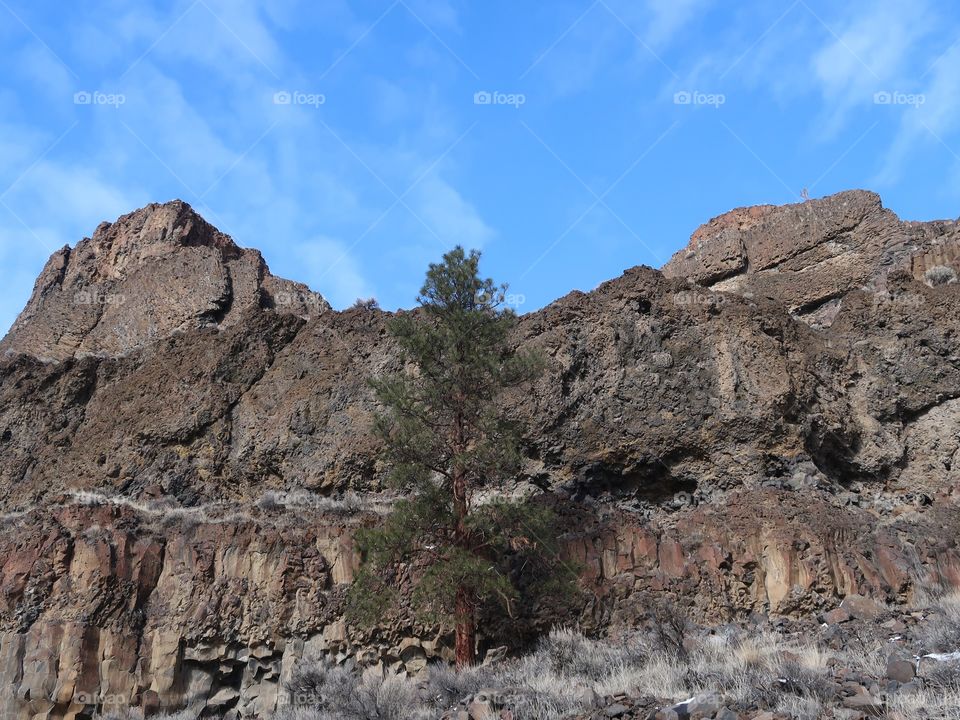 A lone, tall ponderosa pine tree stands out against rugged basalt cliffs with a rich blue sky on a sunny  winter day in Central Oregon.