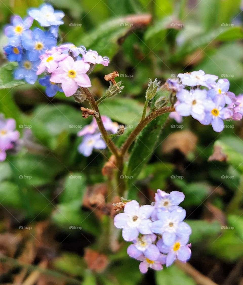 Macro shot of dew drops on forget-me-not flowers