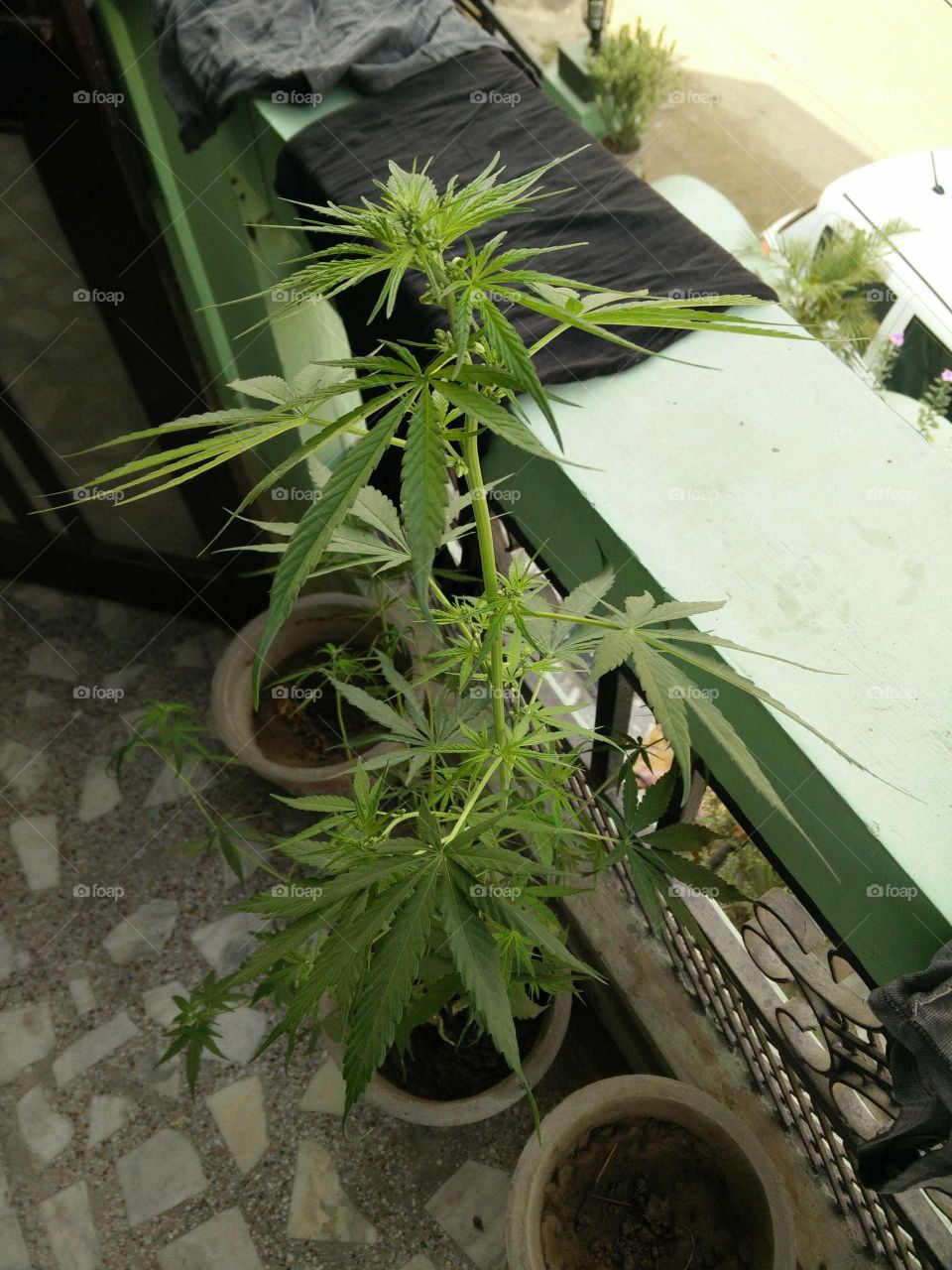 Weed (Cannabis) plant