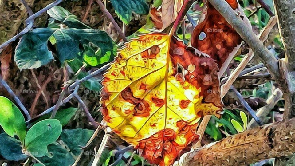 Bright yellow and orange fall leaf on the ground