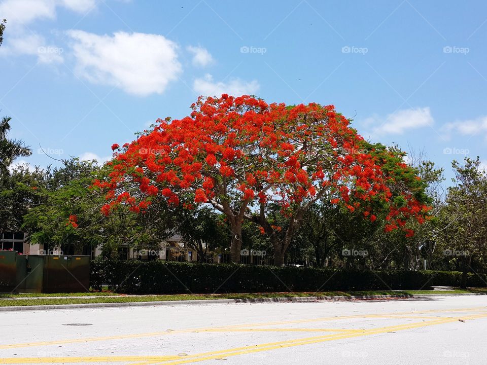 Tree, Landscape, Leaf, Flower, Park