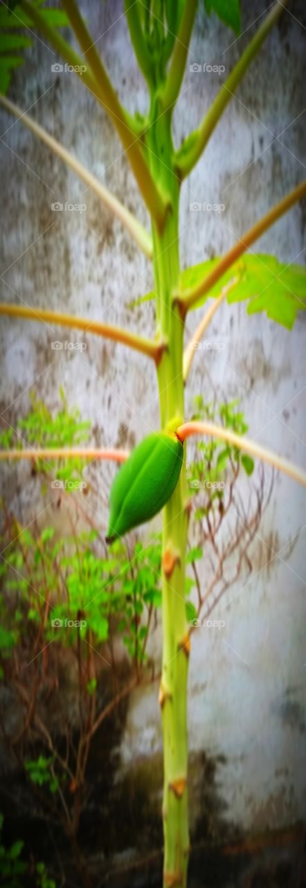 A newly born fruit....the mother natures precious gift to use....we should resect rhe food we eat ...coz there is alot of people starving ....and they don't even get that much food which we wase daily.....