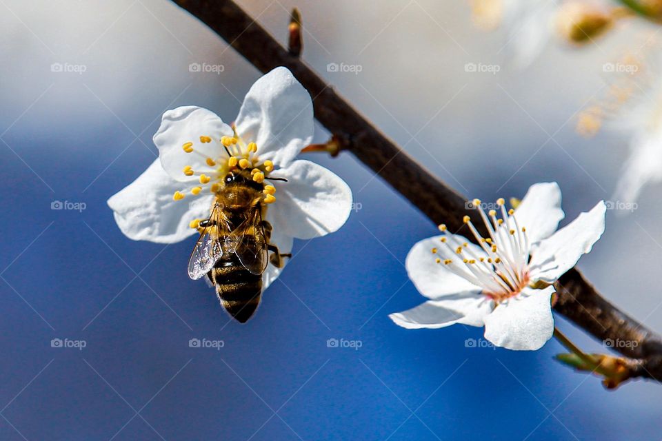 A bee in the flower