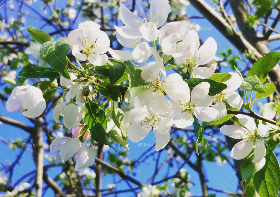 West Virginia Apple Blossoms