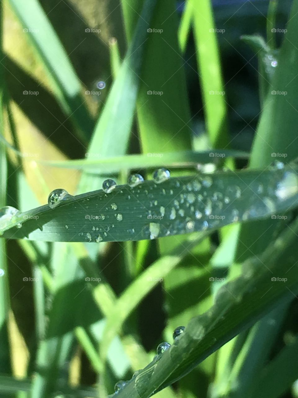Dew on the Grass