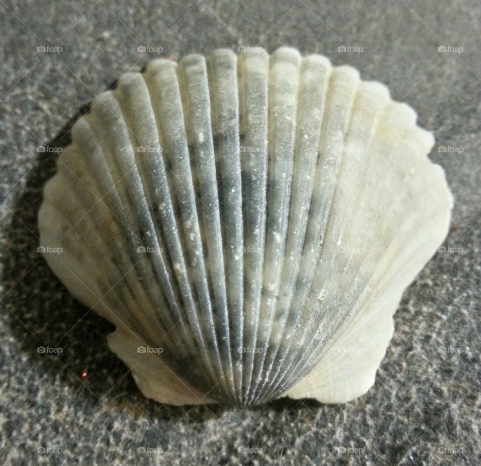 shell from Panama City Beach, FL