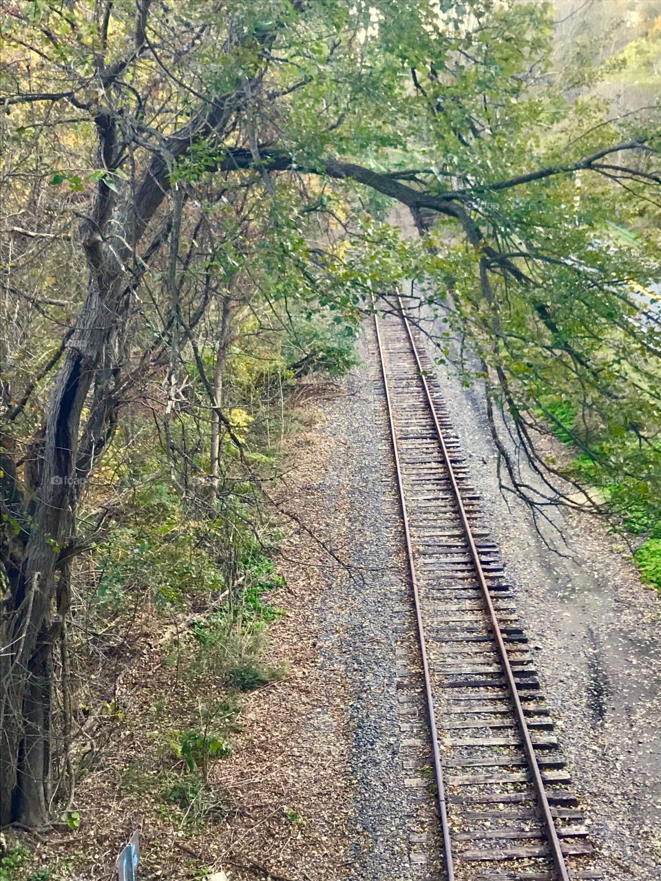 Railroad Tracks through the Woods