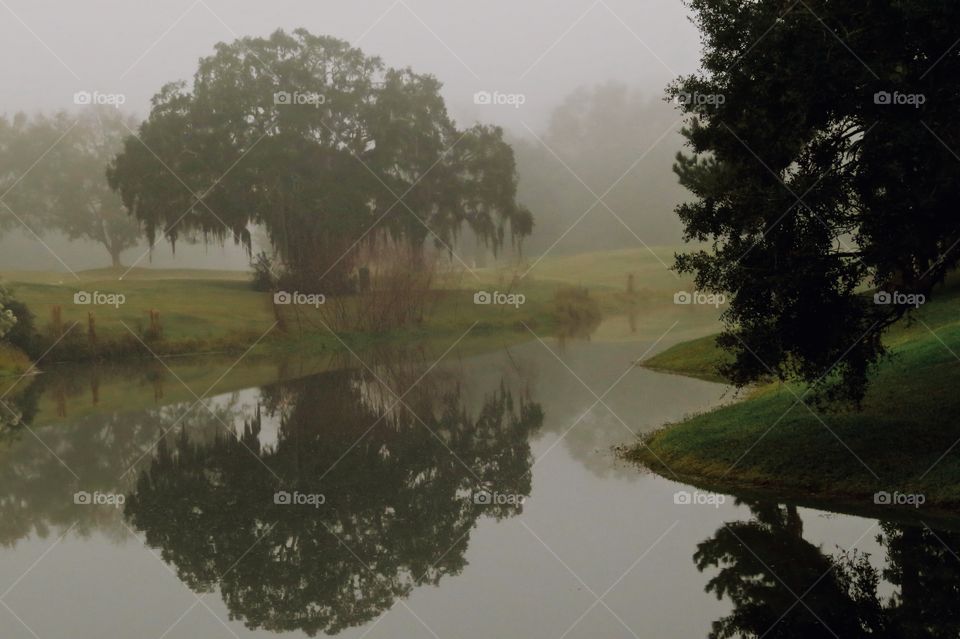 Foggy morning looking at the pond