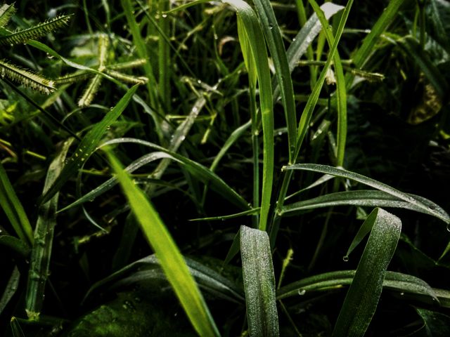 Grass