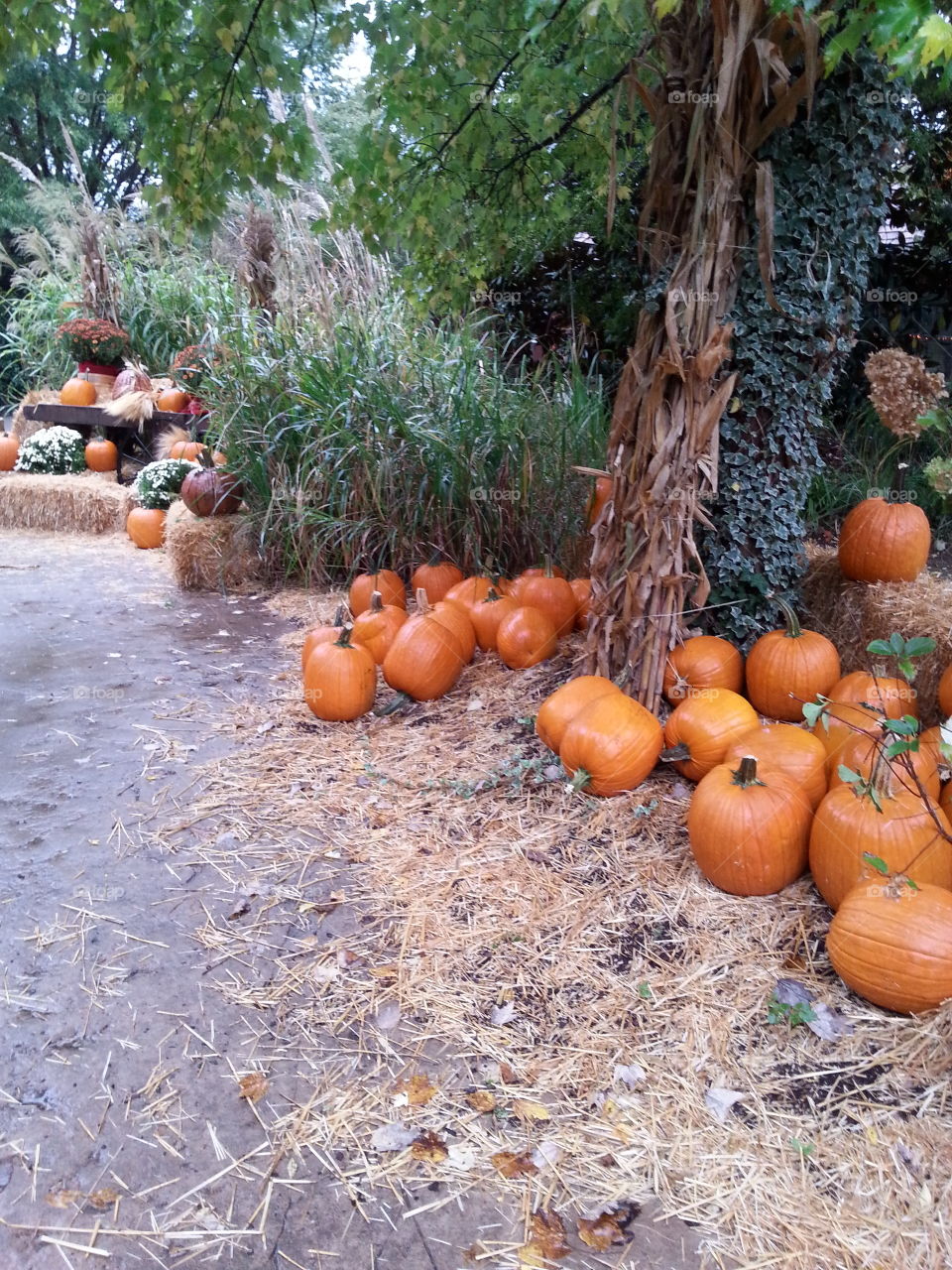 Groups of pumpkins