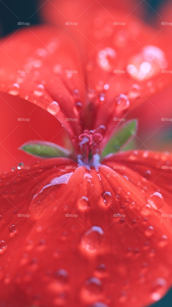 Red Flower petals