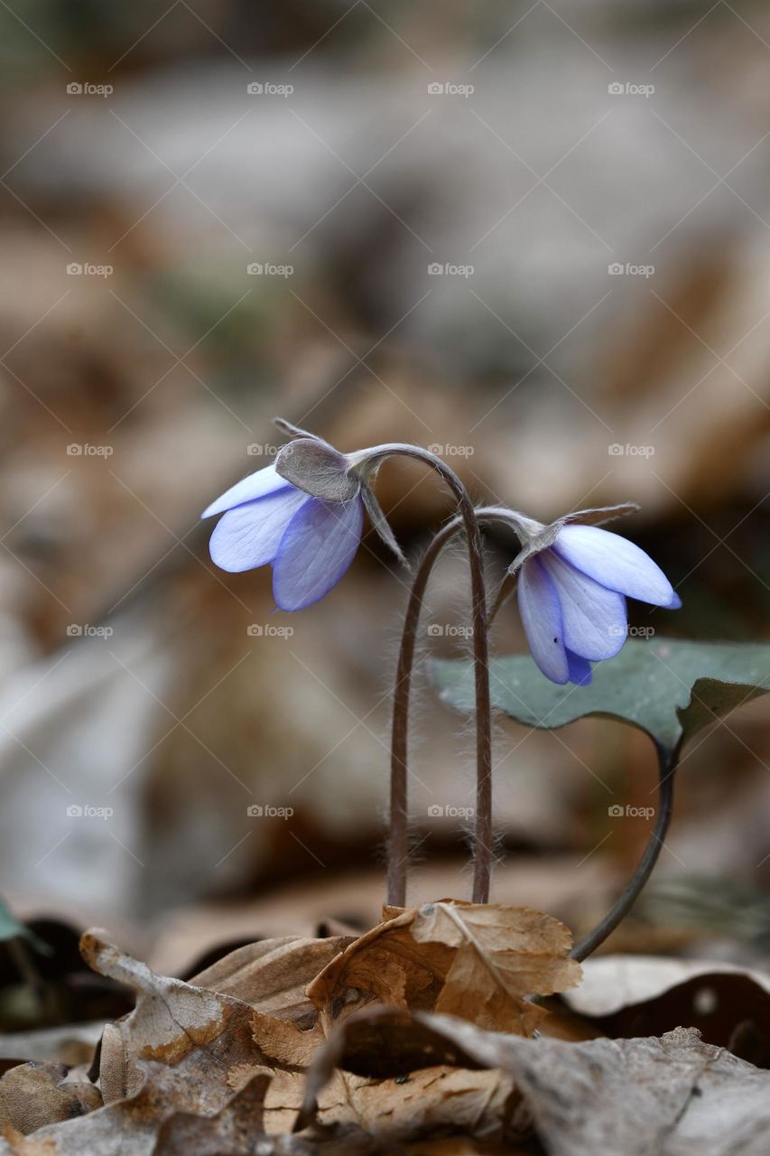 Close up or macro of spring flowers