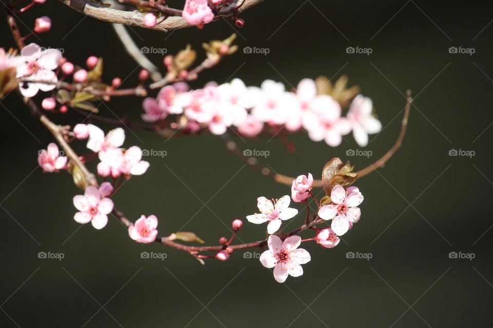 pink spring flowers