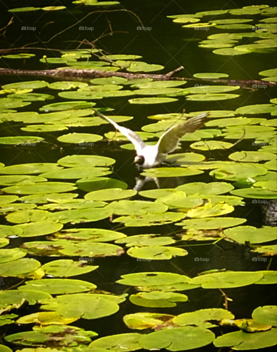 White seagull takes off from the river, in which the green leaves of water lilies float