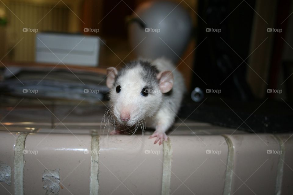 White and Grey Rat at Edge of Table
