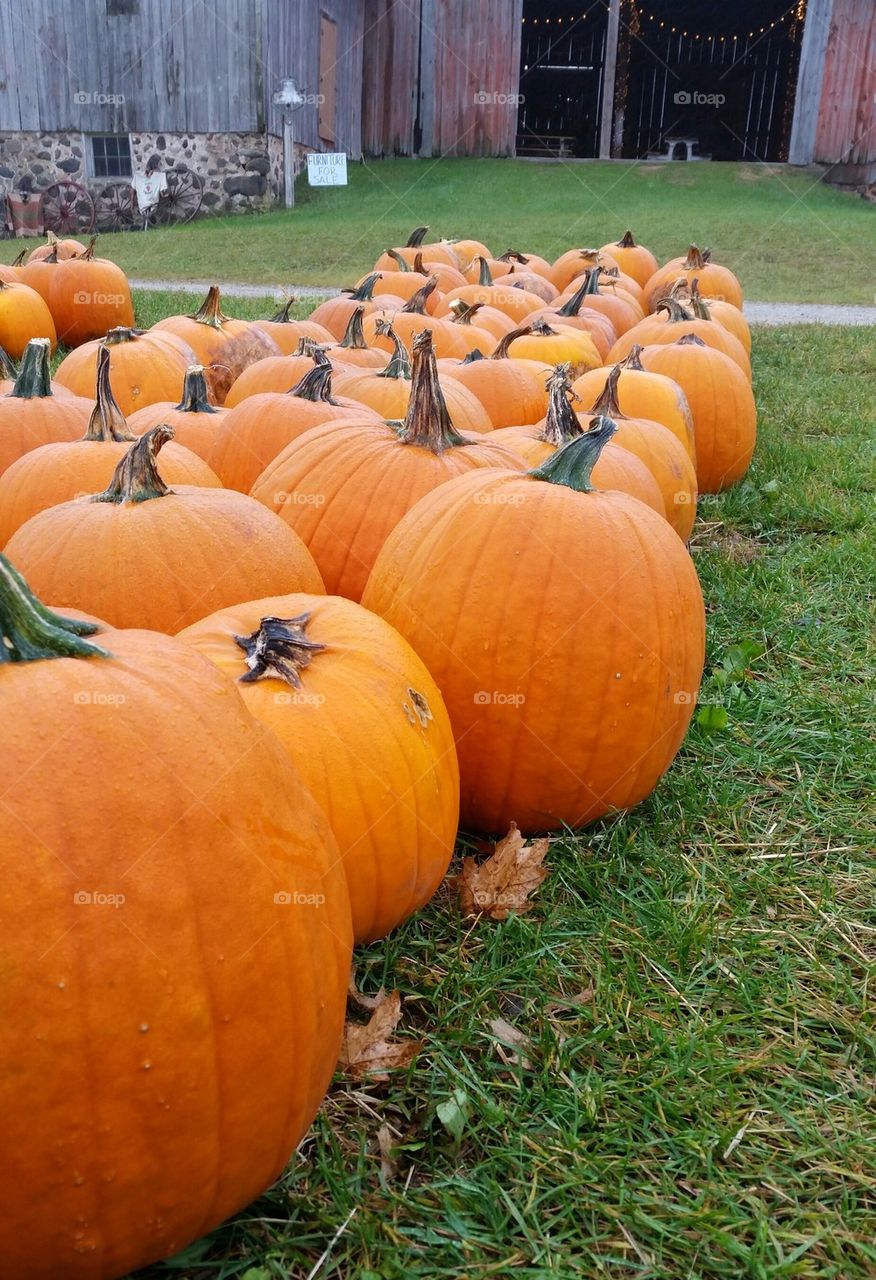 Pumpkin Patch Farm