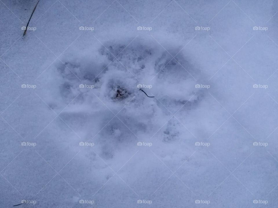 dog footprint