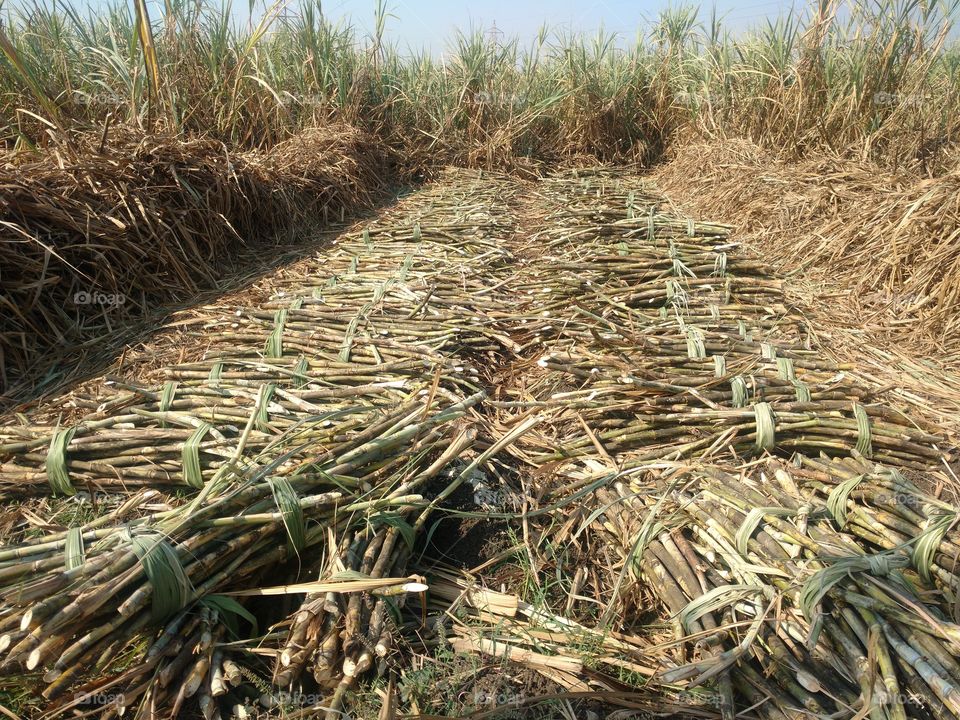 Sugarcane