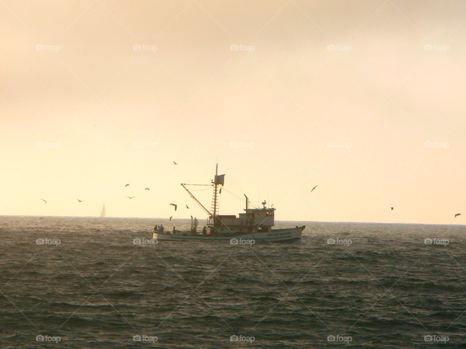 ocean birds beige sea by cagedheat