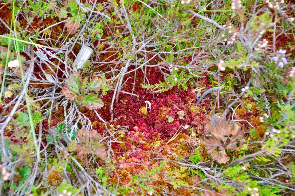 Autumn colors in Mukri bog