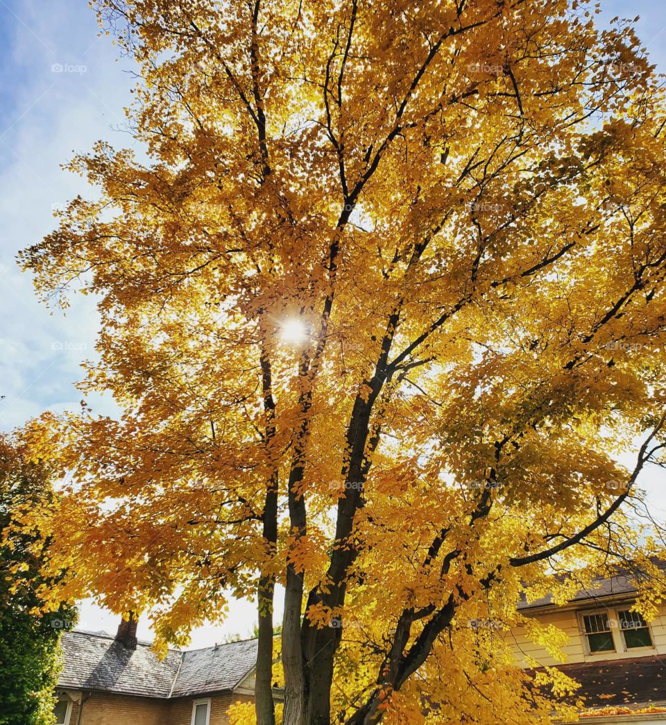 Golden Maple Tree in the Fall