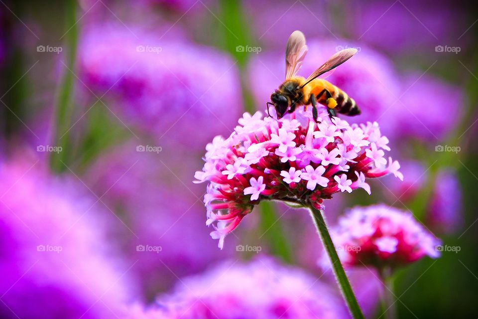 Flowers with Bee in season spring.