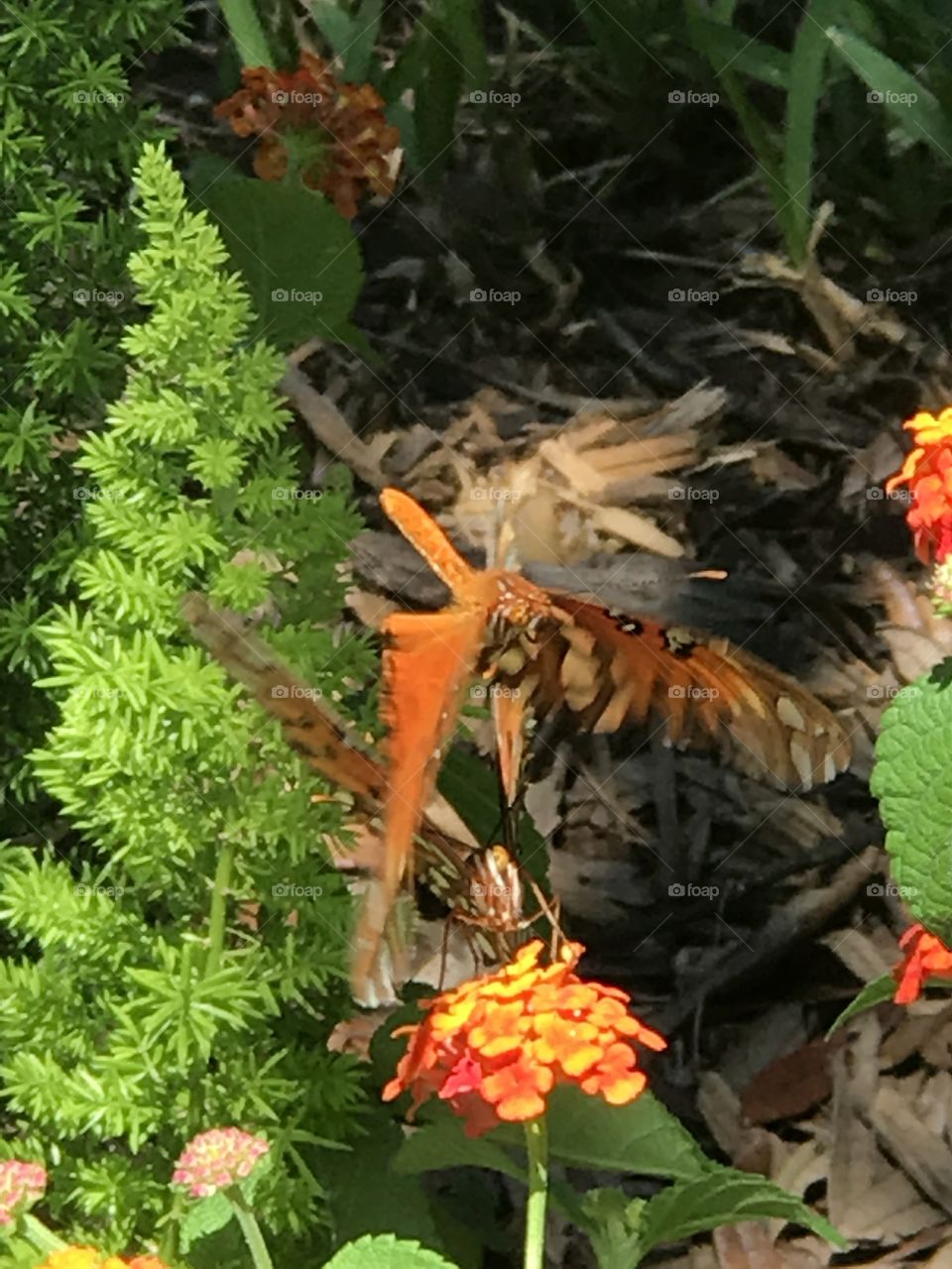 Mating or fighting butterflies