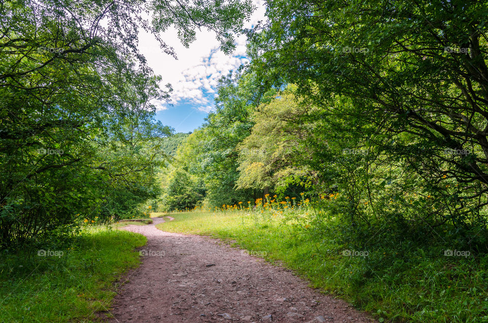 Footpath through the woods in summer