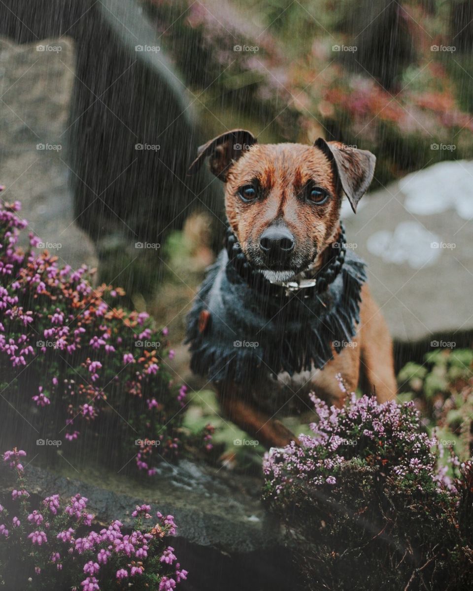 Dog in rain