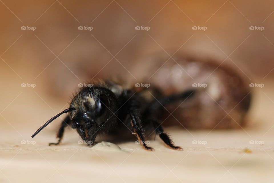 mason bee waking up