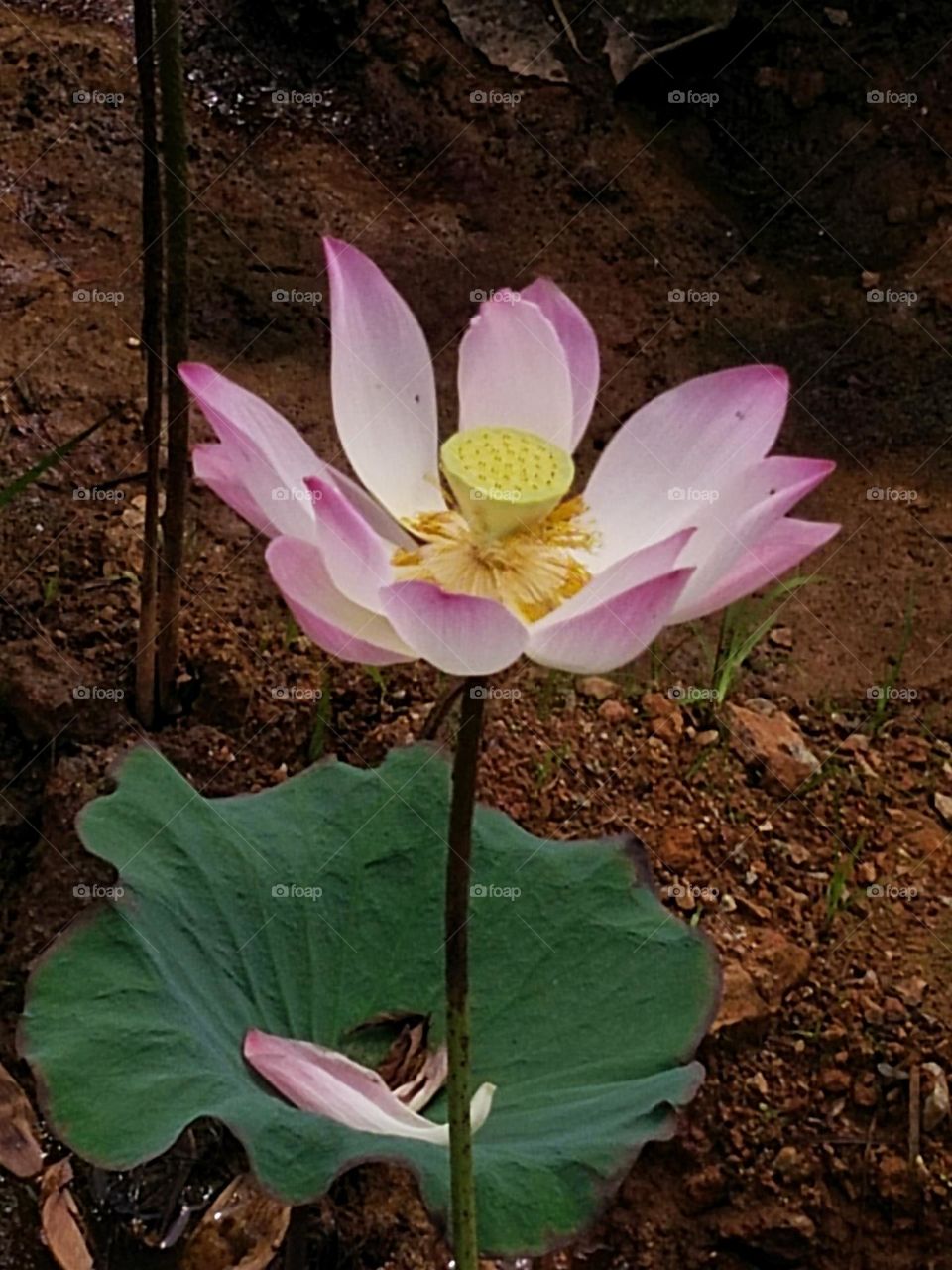 Lotus flower.