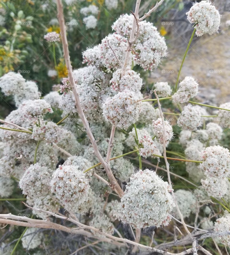 native buckwheat in bloom