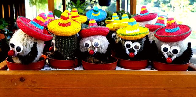 Cactus with mexican hats