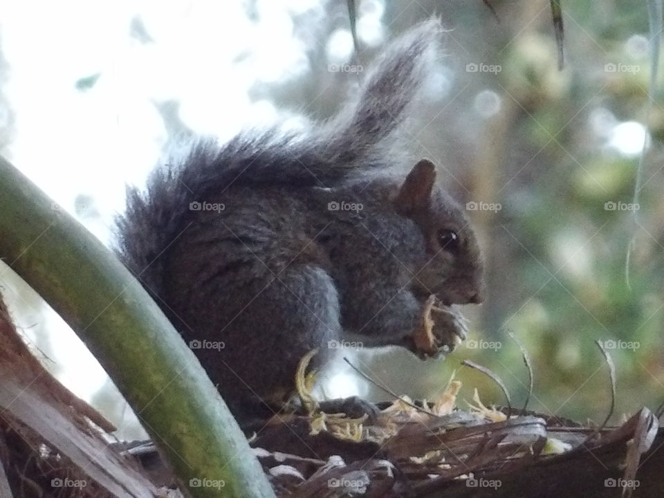 squirrel eating