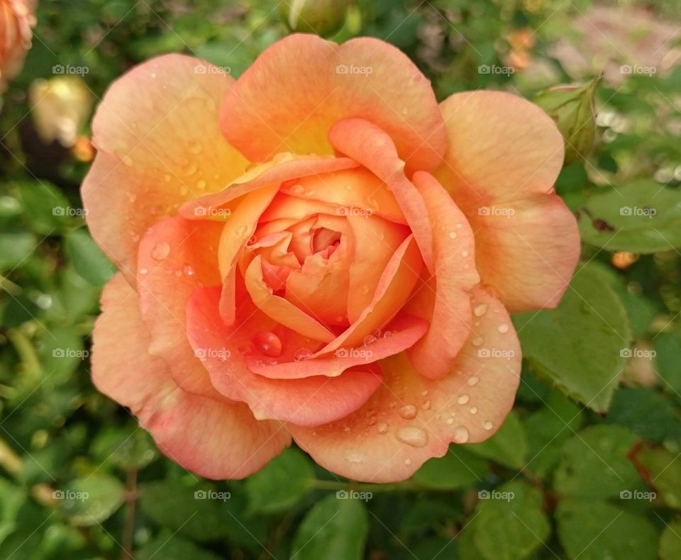 Orange rose