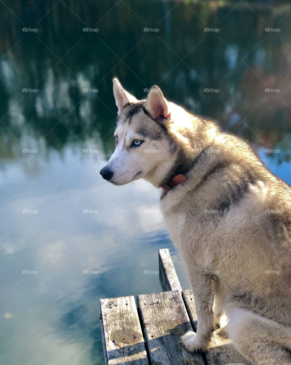 Beautiful husky dog on wooden pier at pond