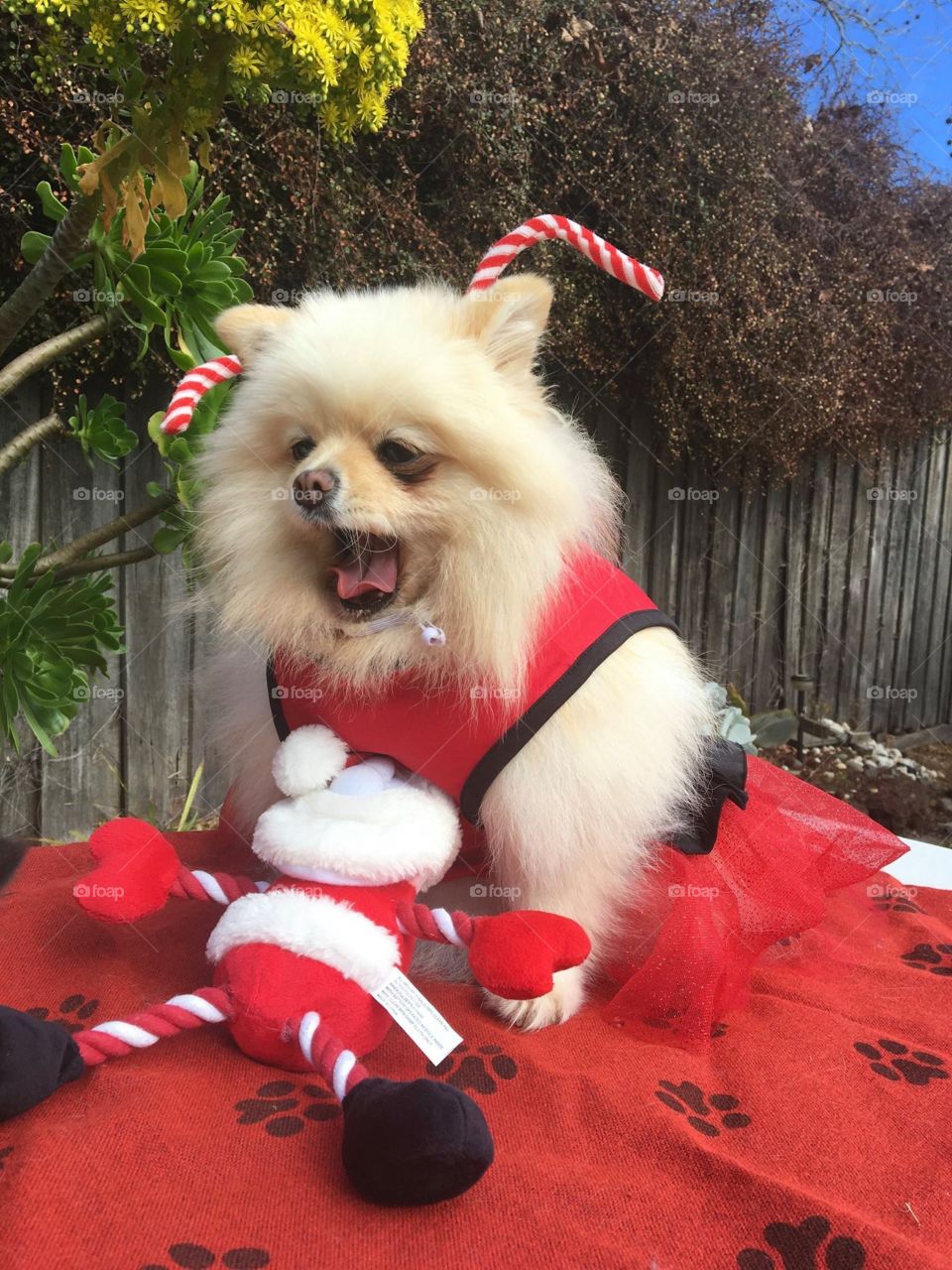 Cute Pom with the huge smile on Christmas Day at Cheltenham Melbourne Australia 