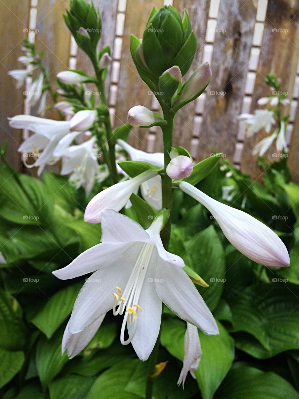 Hosta flower 