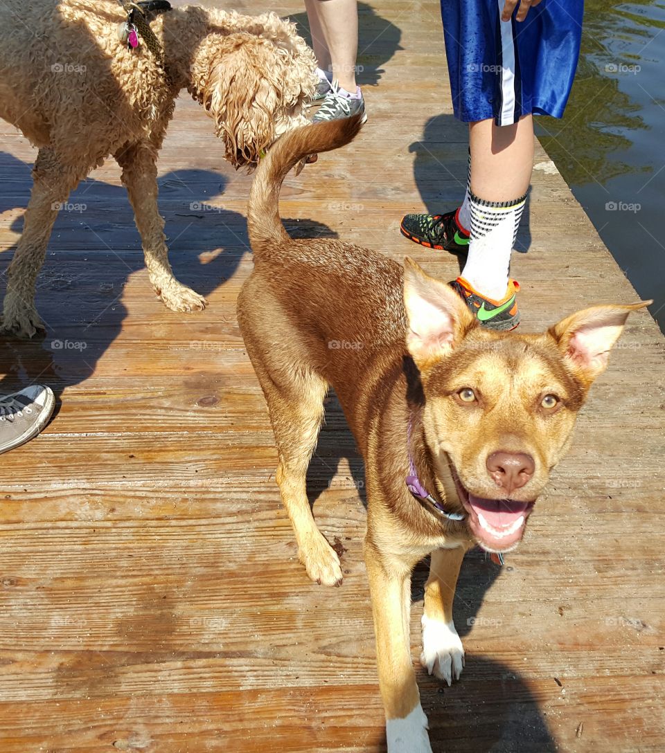 Paris loving the Dog Park. The expression on her face says it all.