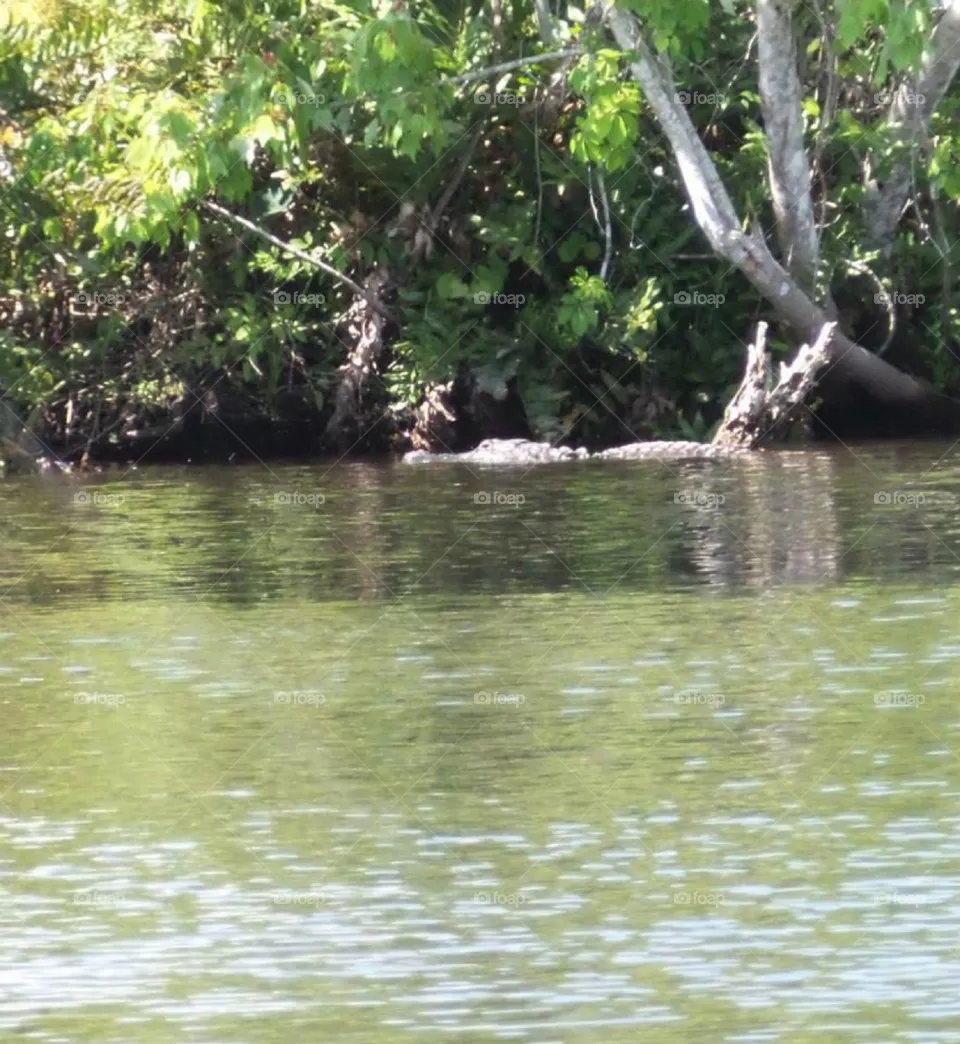 Gator