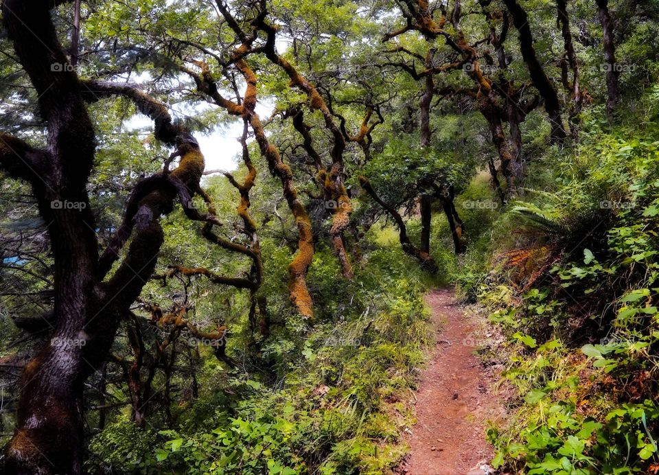 trail through the wood