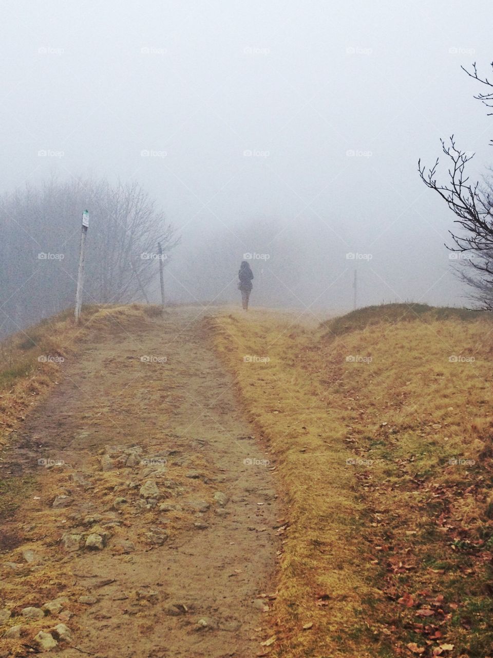 In to the fog. A person is walking in a path into the fog