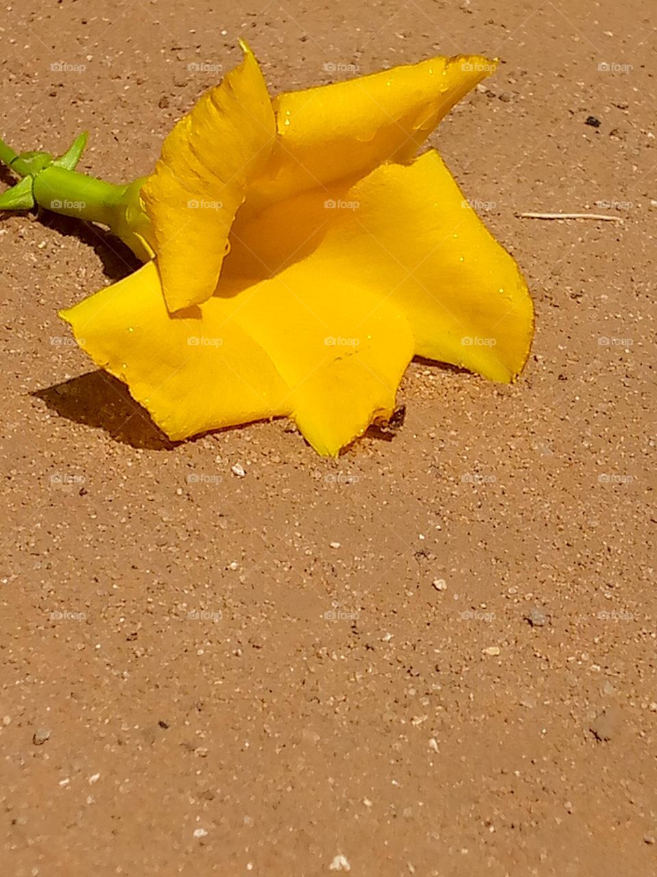 A flower in the desert has no reason to envy a thorn in the rainforest