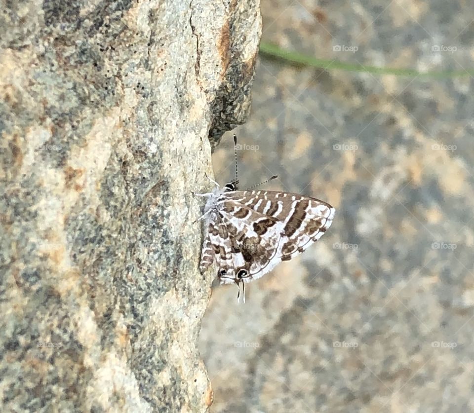 Butterfly common zebra blue 