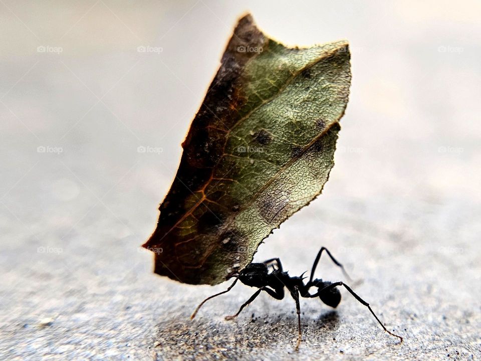 "Hercules." A black ant carries a leaf quite larger than itself.  Close up of an insect and a leaf.