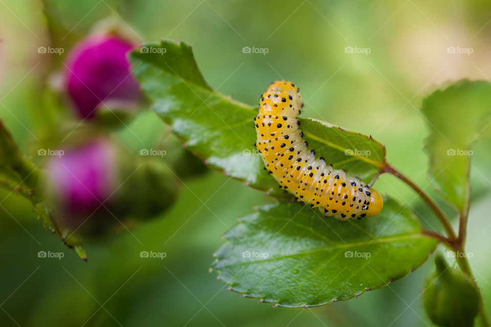 A yellow caterpillar on Rose's leaves