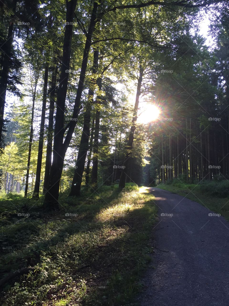 Forest above the Lake of Zurich in Switzerland