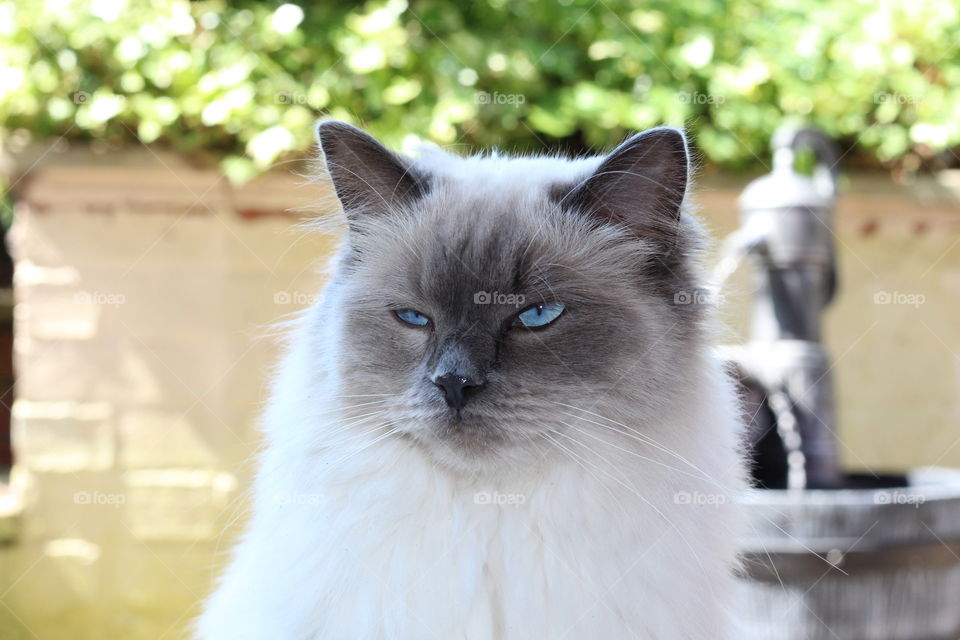 Rag doll cat closeup