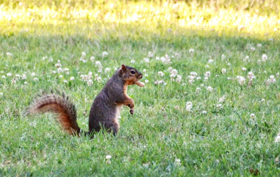 A squirrel with a Peanut 