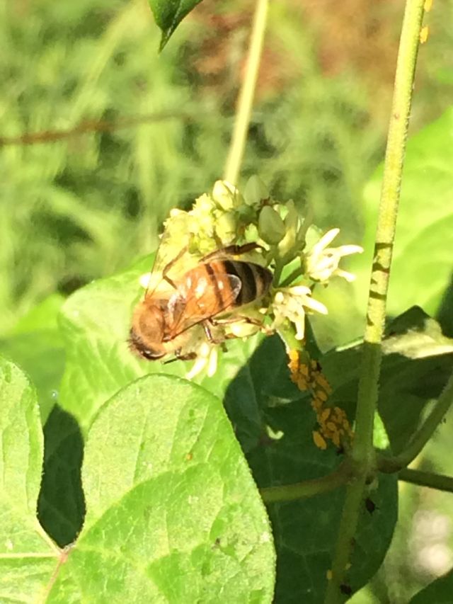 Honey bee 2